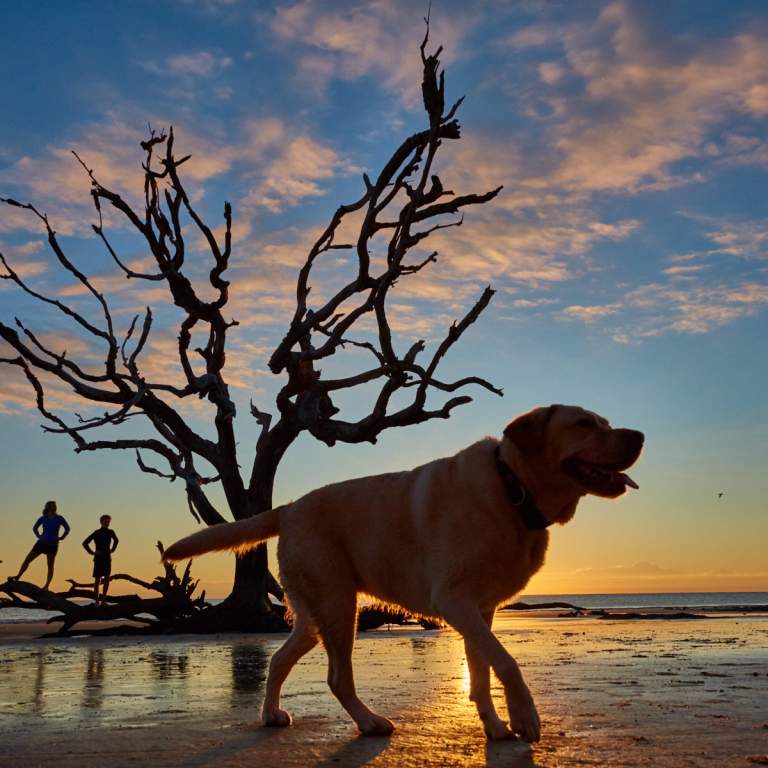 Jekyll Island's famous Driftwood Beach is also a dog-friendly beach in Georgia.