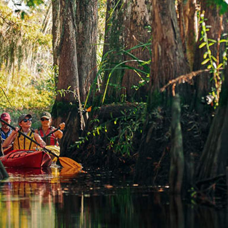 A group of friends kayak through cypress forests found along the Altamaha River near Brunswick, GA