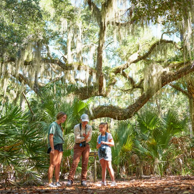 Top 10 Island Tours in the Golden Isles