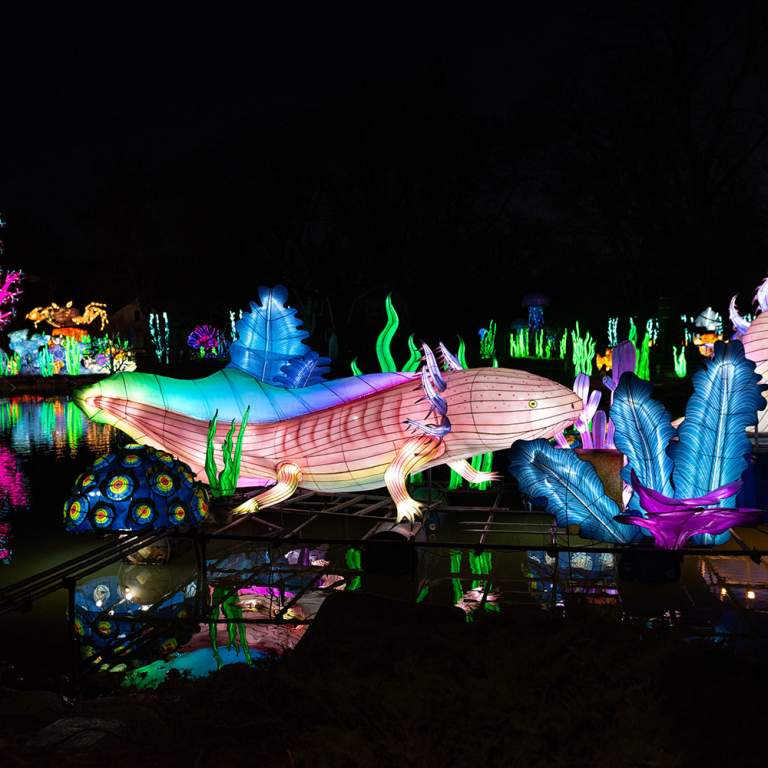 Promotional images for Glo Wild at the Fort Wayne Zoo. Select dates in 2026, beginning March 5.