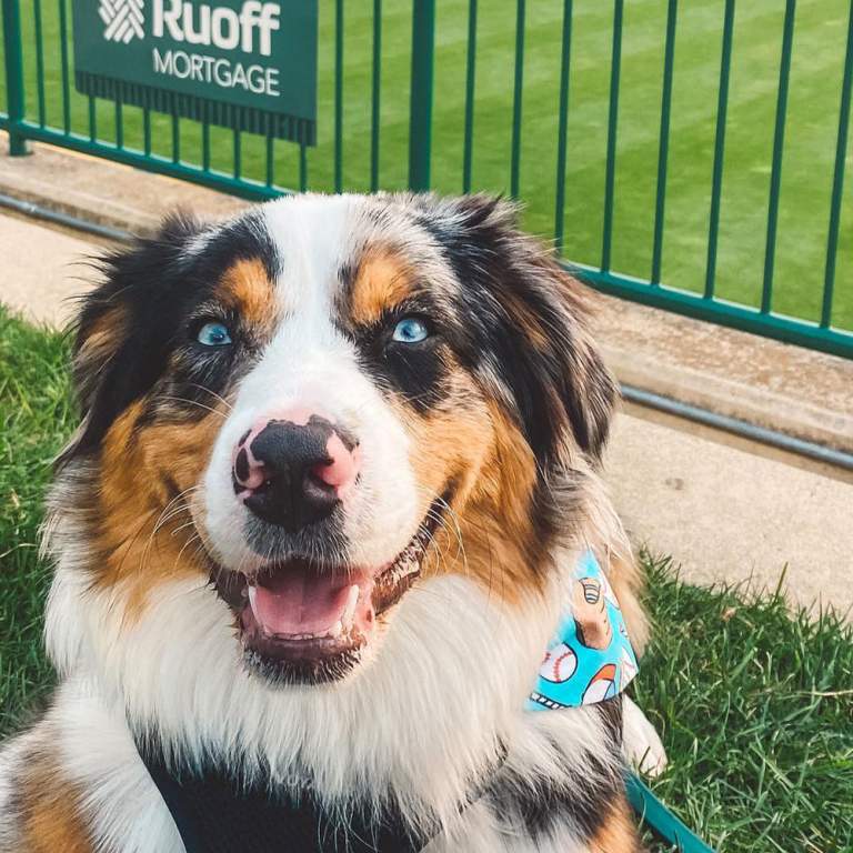 Fort Wayne Tincaps vs. Wisconsin Timber Rattlers - Paws and Claws night 4/22/2026