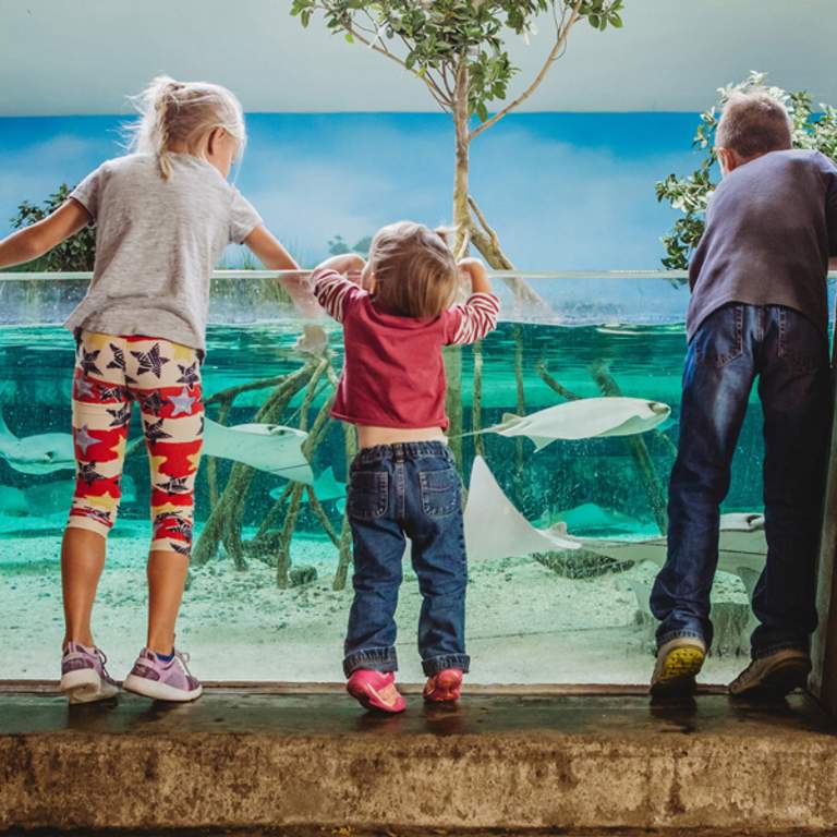 Photo of children watching stingrays
