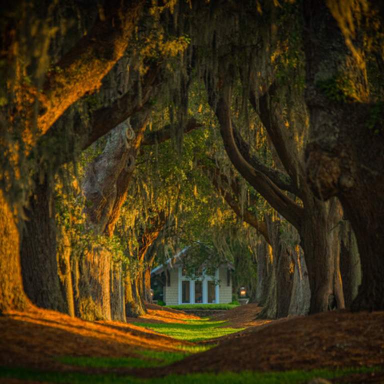 Avenue of the Oaks