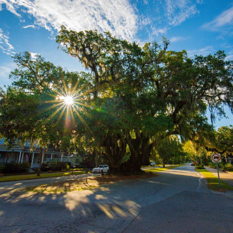 Lover's Oak