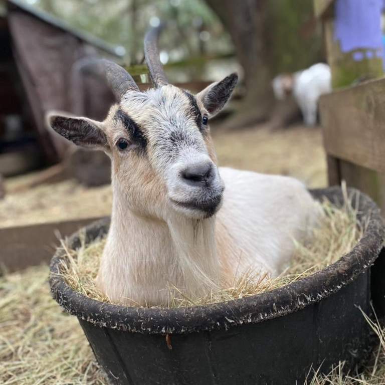 Open House at The Farm at Oatland North
