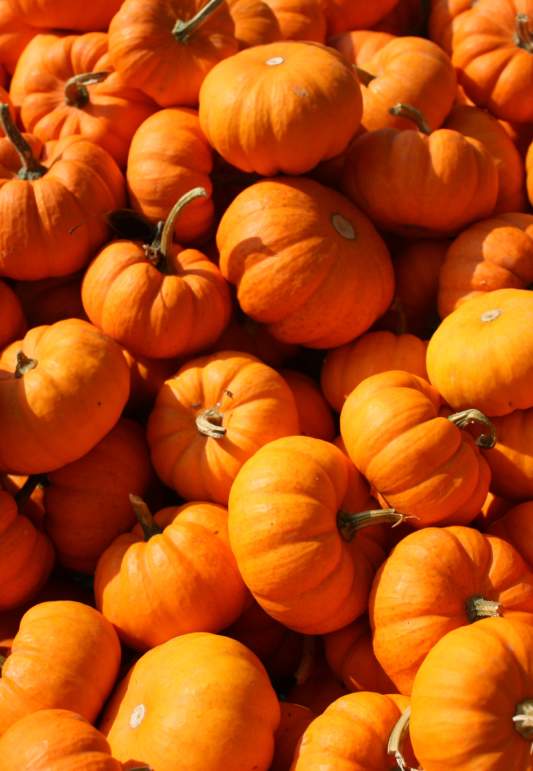 Pumpkin_Stock