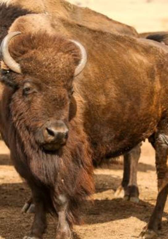 Everything You Need for an Incredible Buffalo Roundup