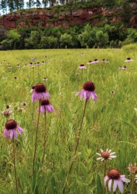 Flora & Fauna: Spring Awakens in the Black Hills & Badlands