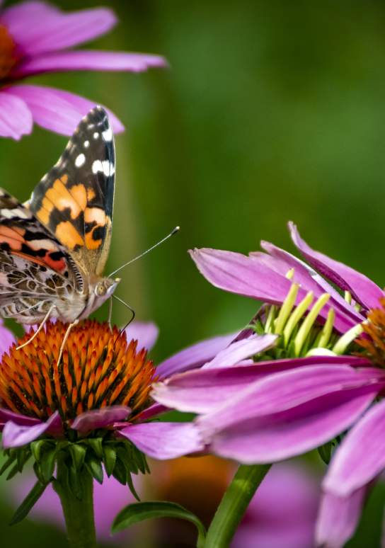 The Black Hills & Badlands in March: From Frost to Fresh Blooms