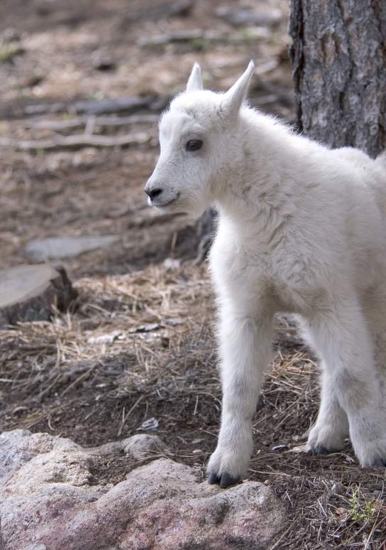 Oh Baby! - New Wildlife Emerges in the Black Hills & Badlands