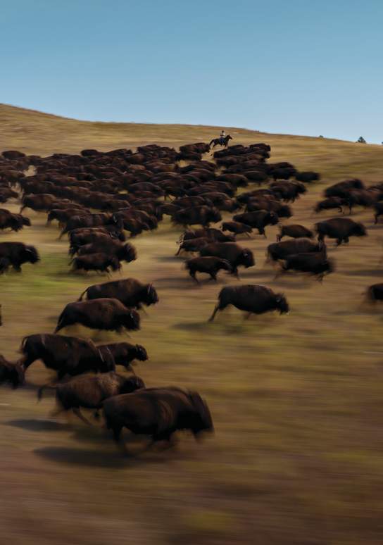 Everything You Need to Know for the Custer State Park Roundup