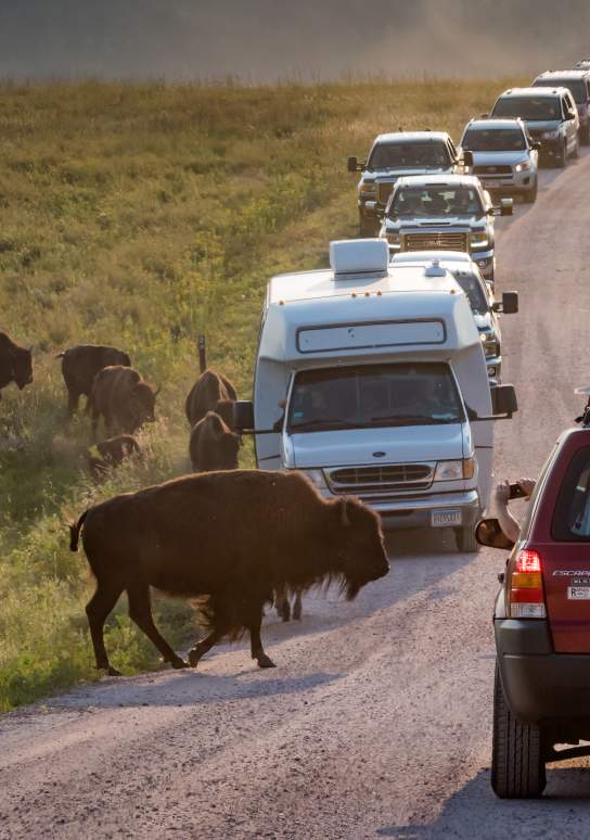 Best Places for Animal Viewing in the Black Hills & Badlands