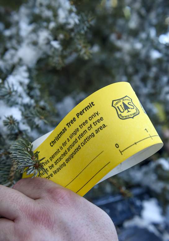 Christmas Tree Permits in the Black Hills