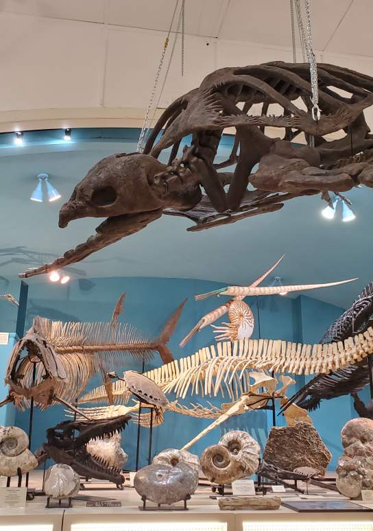 Museum at Black Hills Institute