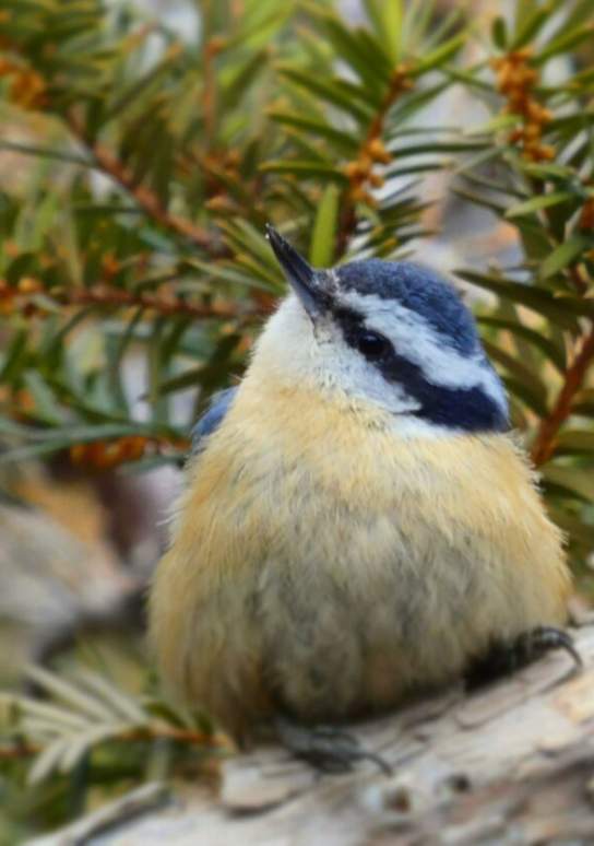 Voices of Nature: Decoding Animal Communication