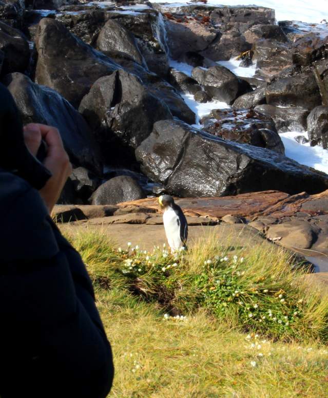 Man photographic penguins in the Catlins