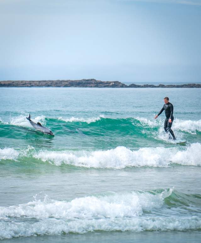 Surfing with Dolphins