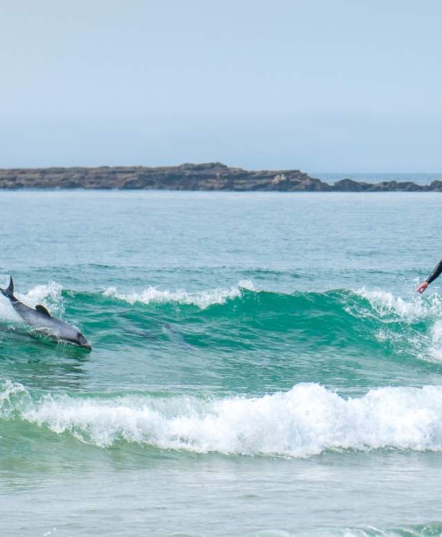 Dolphins Surfing - Southland, New Zealand