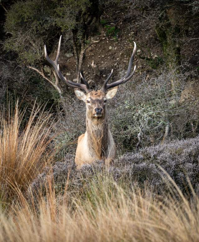 Fiordland Big 3