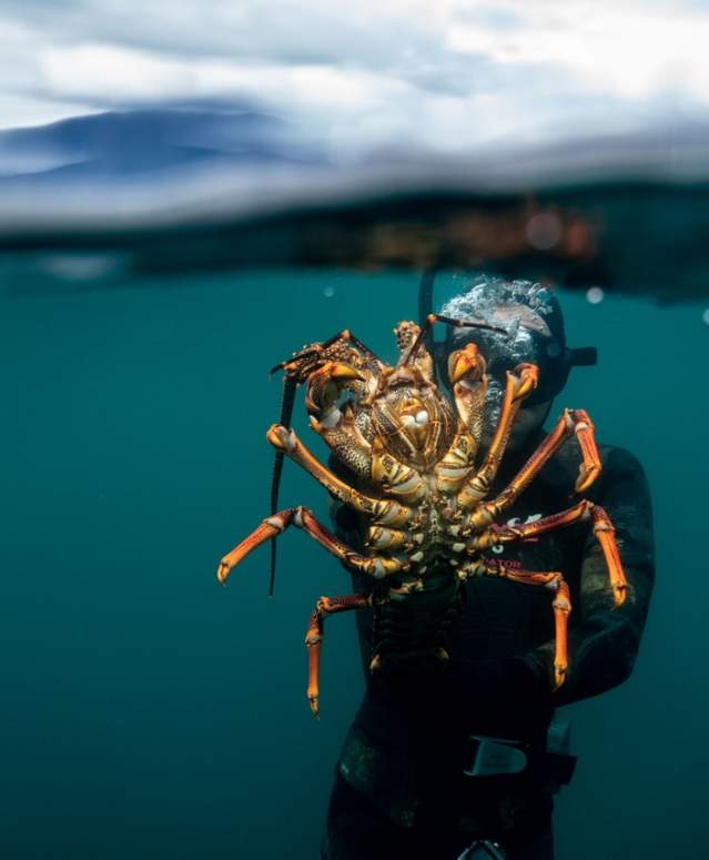 Lobster Diving