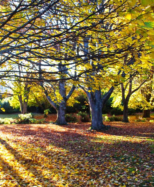 Autumn in Queens Park, Invercargill