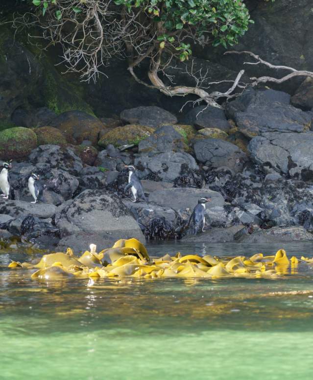 Penguins on Stewart Island
