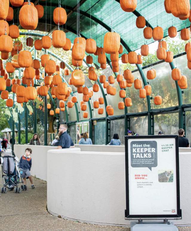 Zoo Boo