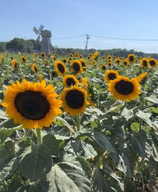 sunflowers at waterdrinker