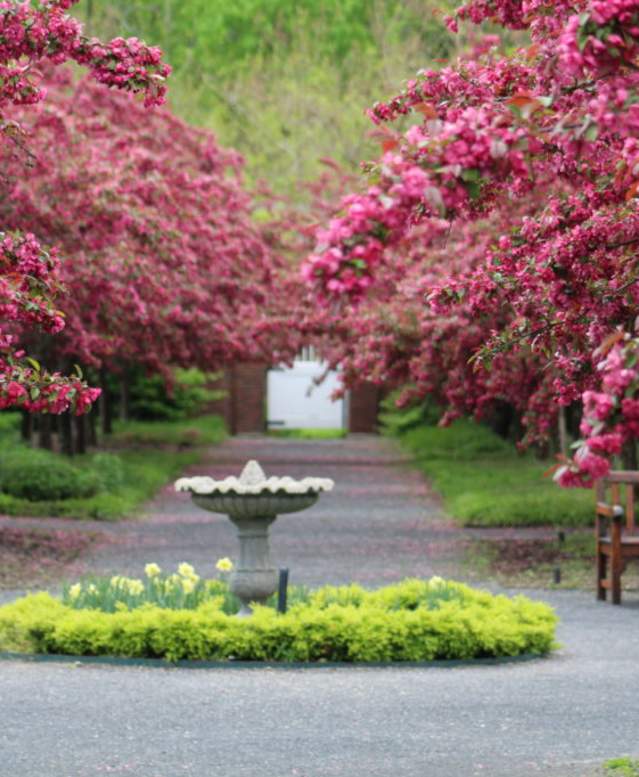 caumsett cherry