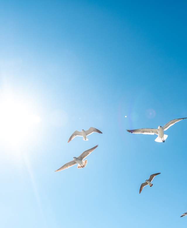 birds-beach-salty-stories