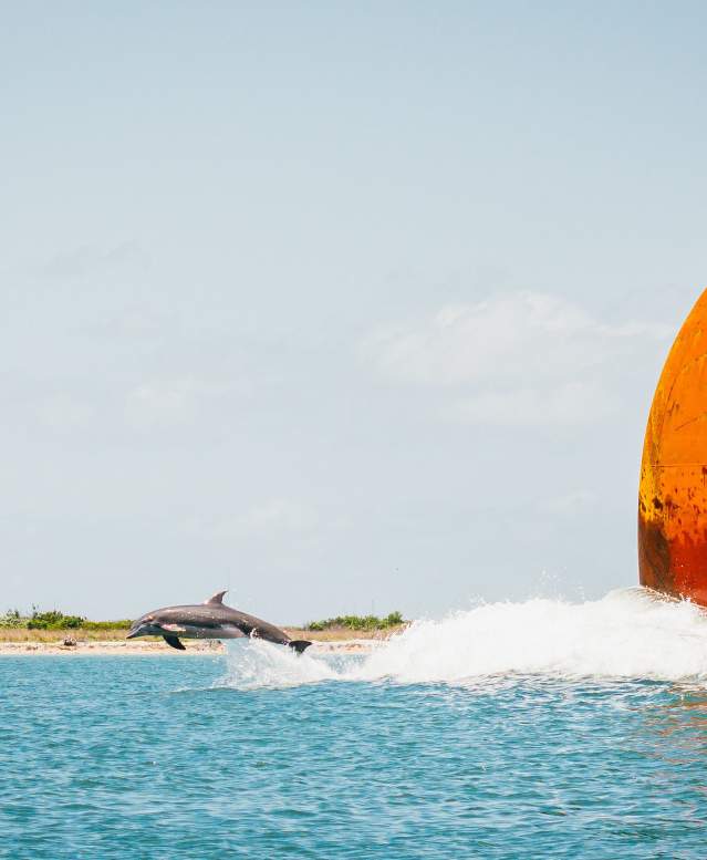 Dolphin