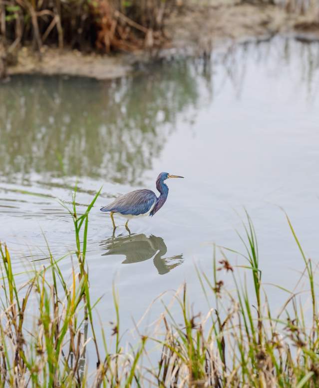 birding-bird