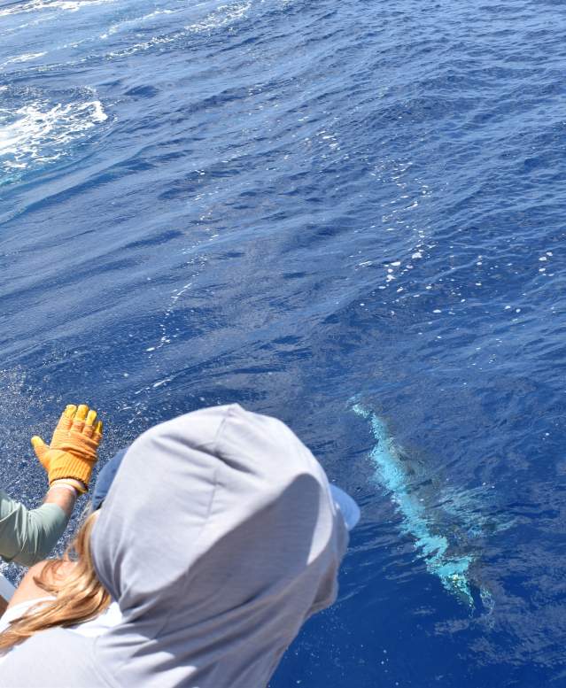 Marlin-fishing-offshore-twat