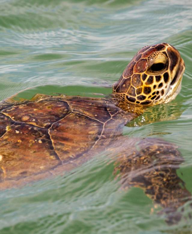 Kemp's ridley turtle