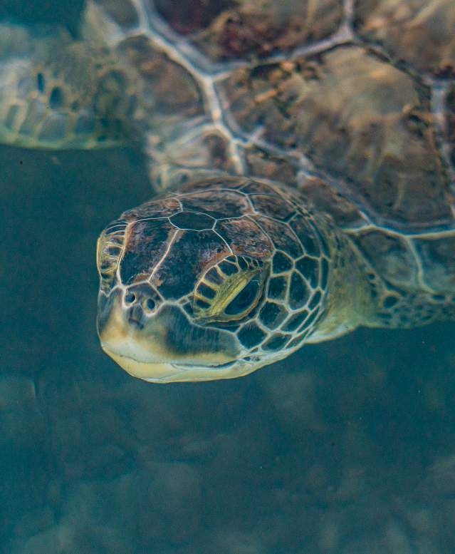 Turtle close to surface of the water