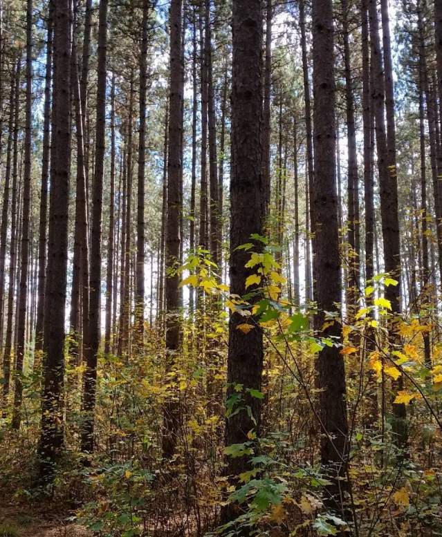 Trees, green circle trail, outdoors, woods