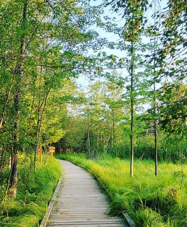 Take a summer hike in the Stevens Point Area along the picturesque Green Circle Trail.