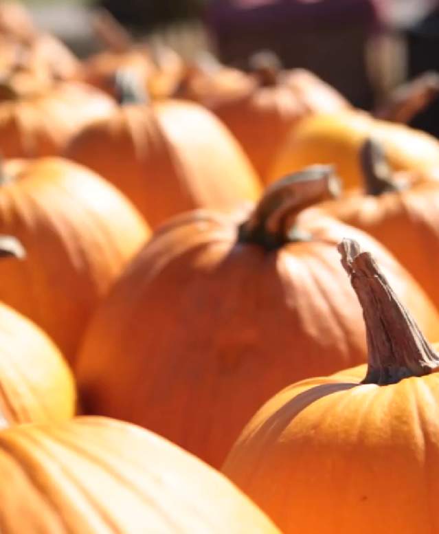 Fall means trips for pumpkins in the Stevens Point Area.