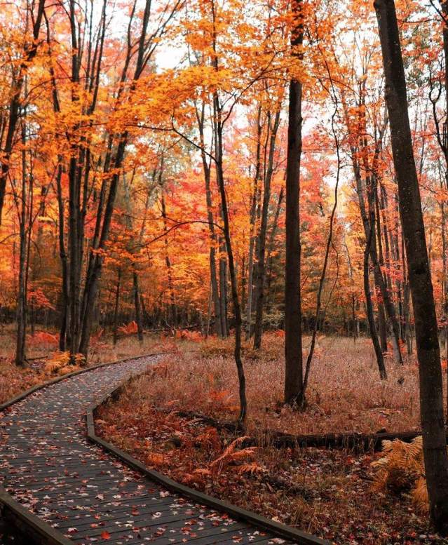 fall