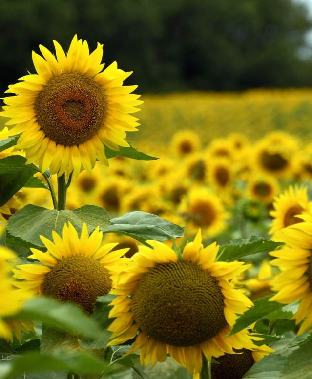 Insider's Guide: Where to find a beautiful sea of Sunflowers