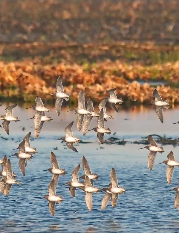 Cattail Marsh Birds