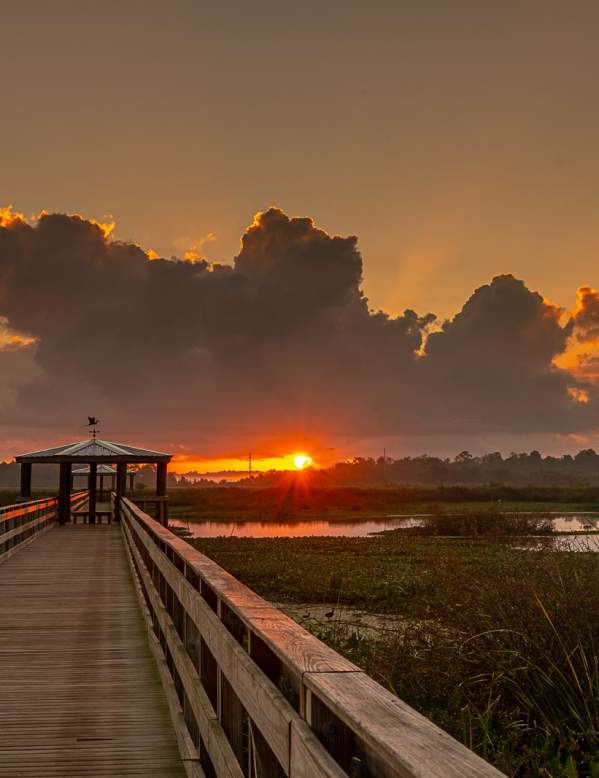 Cattail Marsh Boardwalk Sunrise