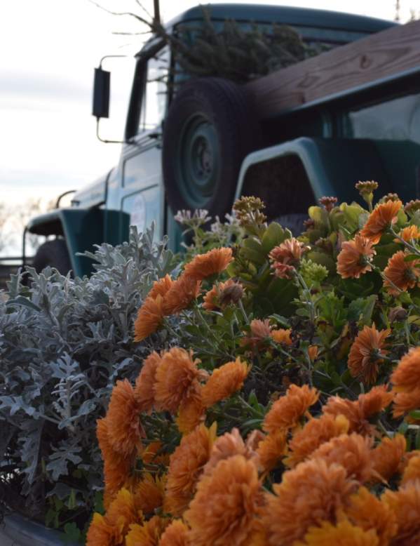 Old truck & flowers