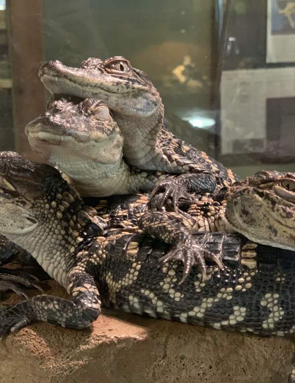 Baby alligators piled up at Gator Country