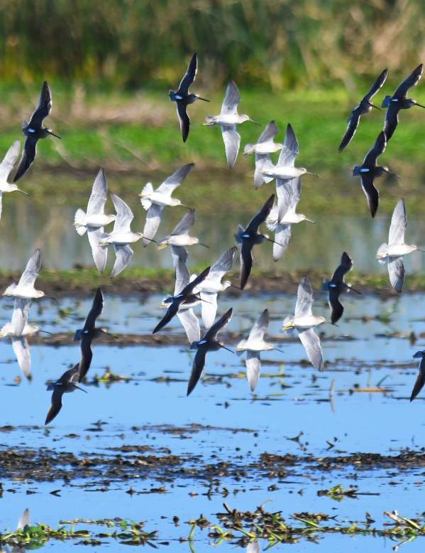 Flock of Birds on Texas Gulf Coast