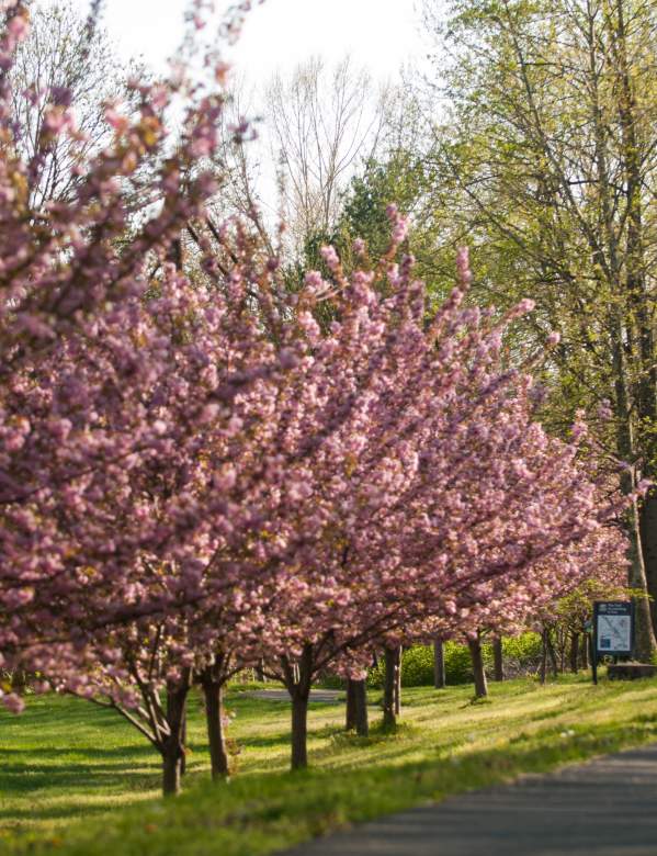 Spring along the Schuylkill River Trail