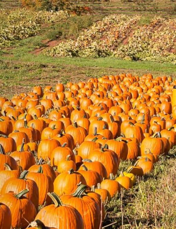 pumpkin field