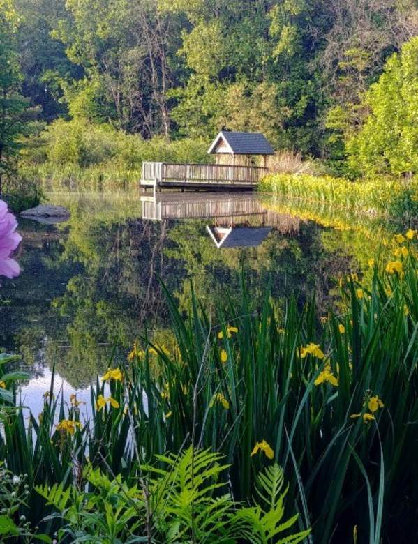 A photo of a purple flower with background scenery of a lake