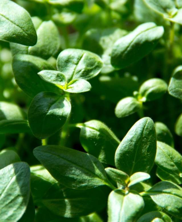 Stock Image Sustainability Green Shoots