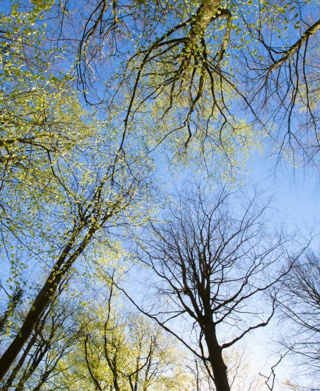 A canopy of trees in the grounds of Ashton Court Estate near Bristol, credit Paul Box